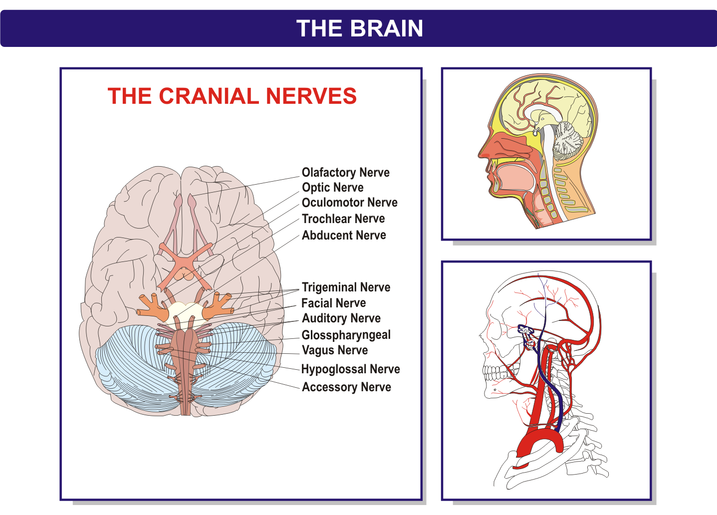 The Brain | NBG Drafting and Design